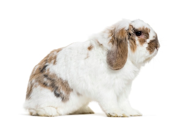 Holland Lop lapin assis en face de fond blanc