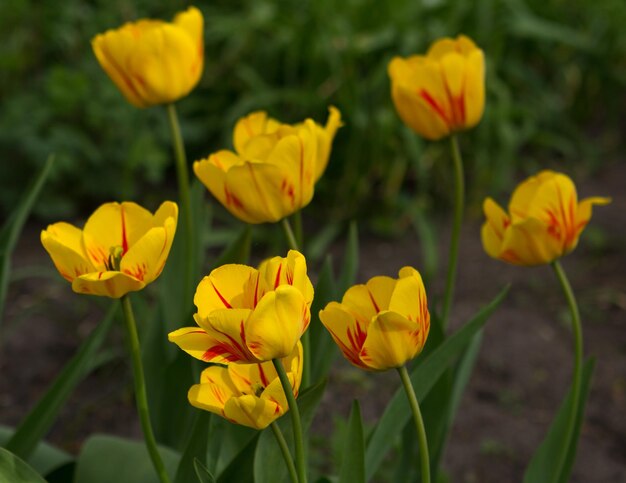 Hollande beaux champs de tulipes vives