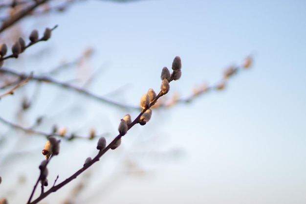 Holly willow ou saule à feuilles rouges ou saule rouge ou shelyuga Latin Salix acutifolia