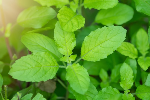 Holy BasilBasil thym poilu à base de plantes dans le jardin