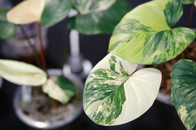 Homalomena rubescens panaché est une plante ornementale qui purifie l'air avec de belles feuilles jaune vert naturel