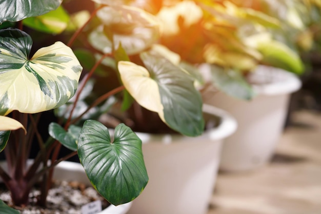 Homalomena rubescens panaché est une plante ornementale qui purifie l'air avec de belles feuilles jaune vert naturel