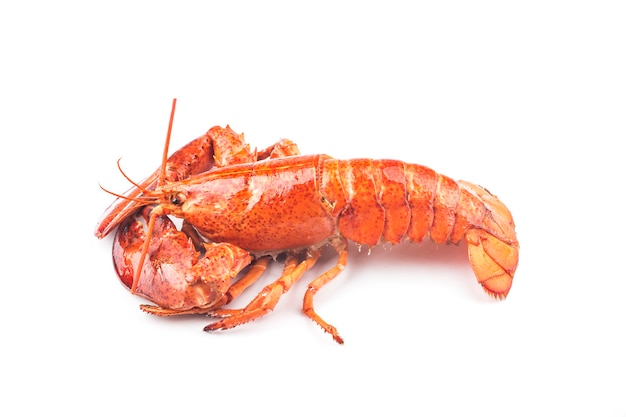 Un homard de Boston fraîchement cuit