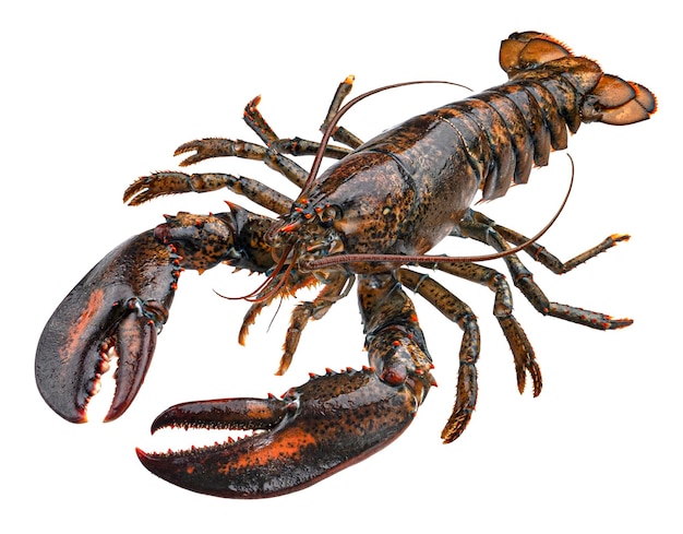 Homard cru frais isolé sur fond blanc avec voie de découpe