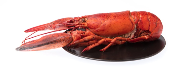 Photo homard, écrevisses bouillies sur plat isolé sur fond blanc