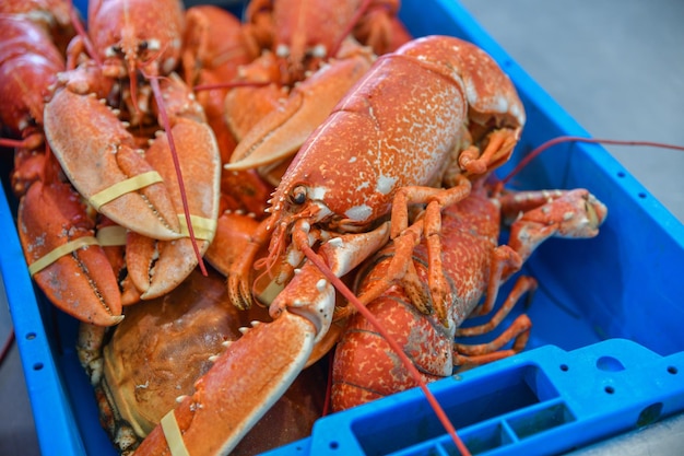 Homard frais dans un conteneur sur le marché en France