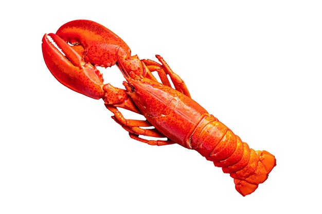 homard frais produit de fruits de mer repas nourriture collation sur la table copie espace nourriture fond rustique haut