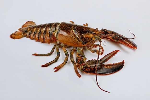 Homard de mer isolé sur une surface blanche