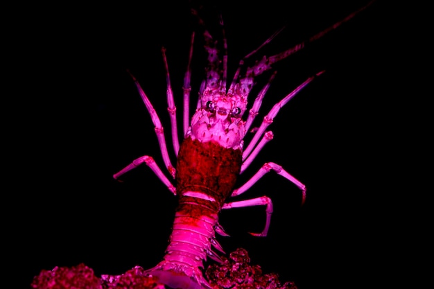 Le homard rose isolé sur un film extraterrestre noir se ressemble
