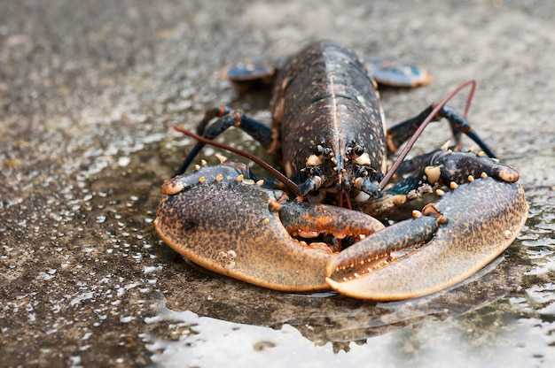 Homard vivant sur fond de pierre humide