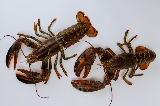 Homards encore vivants isolés sur une surface blanche