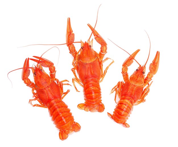 Homards isolés sur blanc