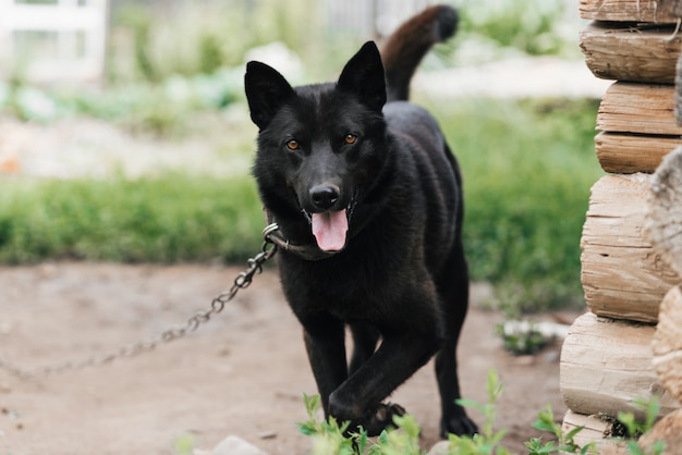 Home guard black dog sur une chaîne