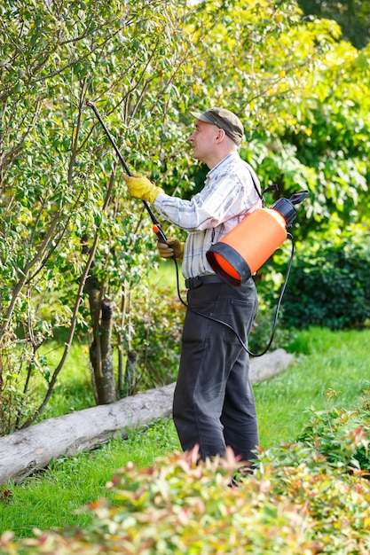 L'homme adulte arrose le buisson vert dans le jardin