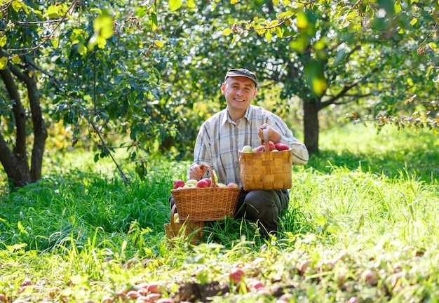 Homme adulte dans un jardin ensoleillé avec des paniers de pommes