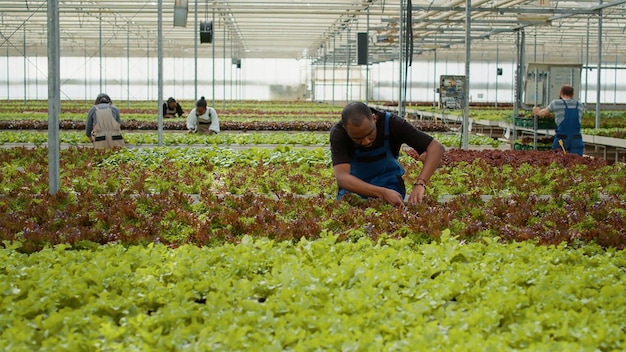 Homme afro-américain travaillant dans une serre inspectant des plants de laitue vérifiant la qualité avant la récolte. Divers travailleurs agricoles dans un environnement hydroponique faisant la lutte antiparasitaire pour les légumes bio.