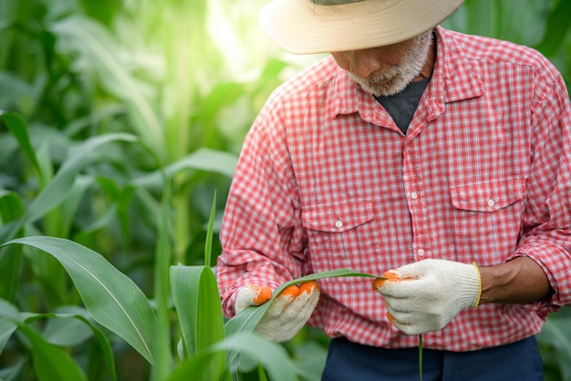 Un homme âgé heureux qui est un agriculteur principal examinant les feuilles de maïs et menant des recherches sur le champ de maïs.