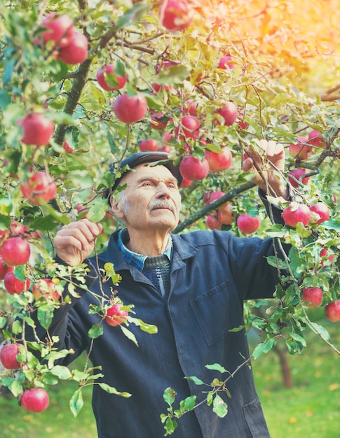 Homme âgé récoltant des pommes dans le verger