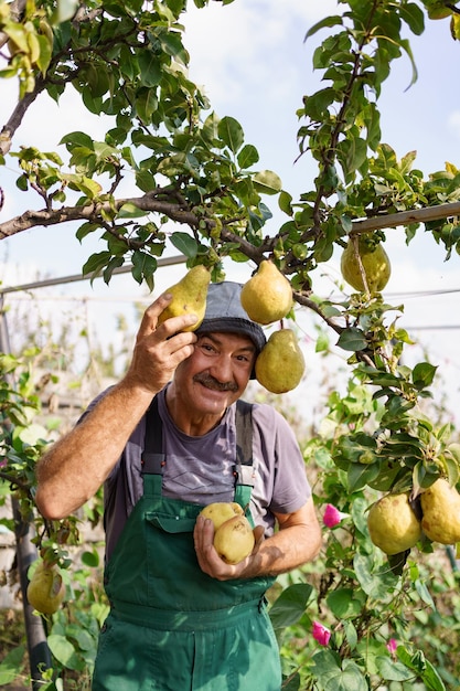 Homme âgé souriant avec moustache récoltant des poires dans son jardin