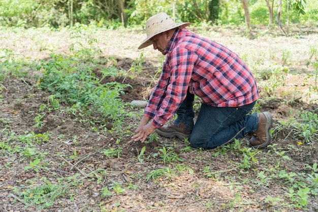 Homme agenouillé dans le champ récolte de tomates biologiques