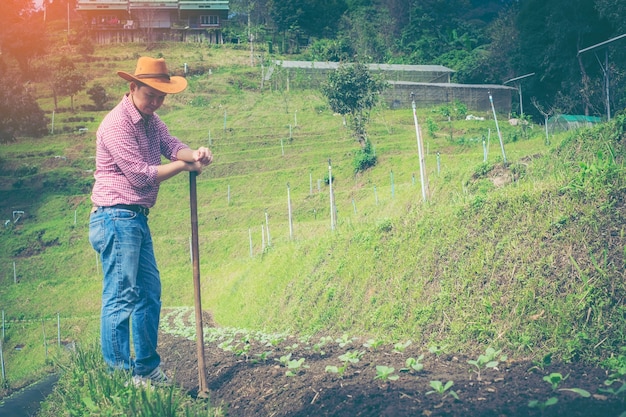 Homme agriculteur dans le jardin, élevage de chou dans une ferme biologique