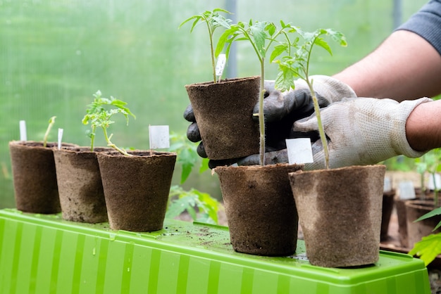 Homme agriculteur holding pot biologique avec plant de tomate avant de planter dans le sol