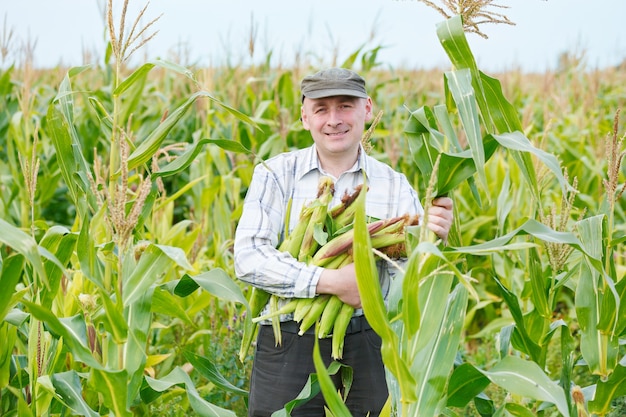 Homme agriculteur avec une récolte de maïs dans un champ