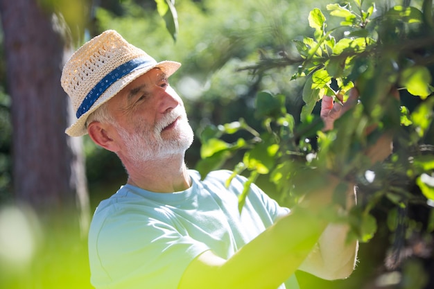 Homme aîné, examiner, usines, dans jardin