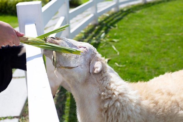 Un homme alimentant l'herbe verte pour les moutons blancs