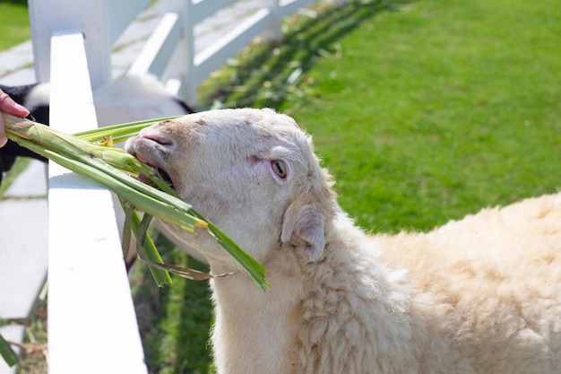 Un homme alimentant l'herbe verte pour les moutons blancs