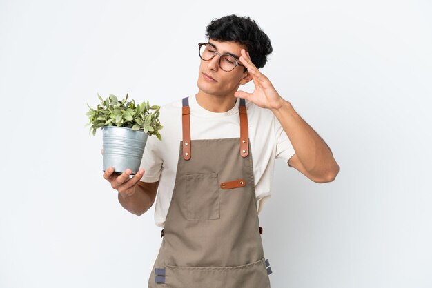 Homme argentin jardinier tenant une plante isolée sur fond blanc avec des maux de tête