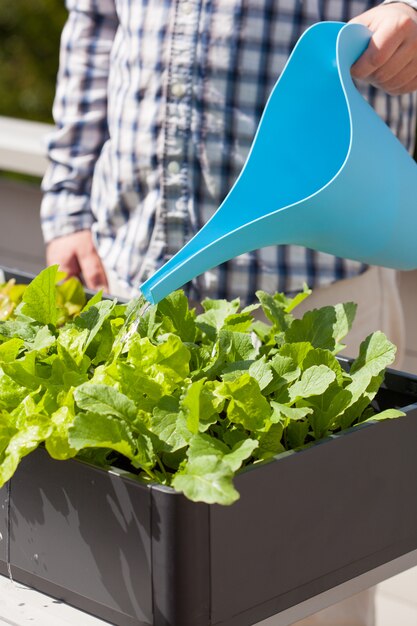 Homme, arrosage, potager, dans, récipient, sur, balcon