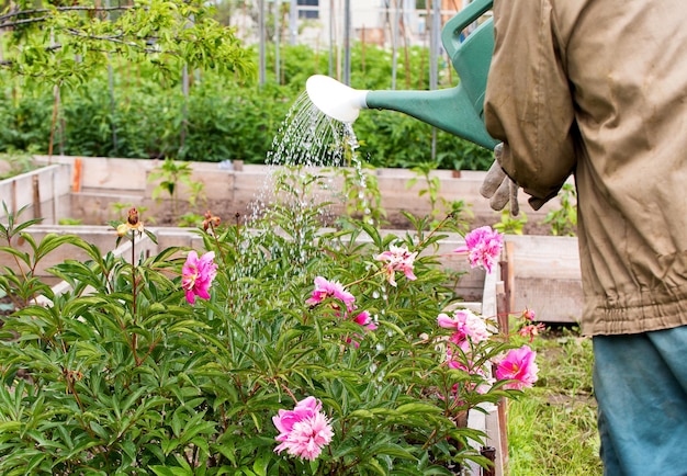 L'homme arrose des fleurs d'un arrosoir en journée d'été ensoleillée dans un jardin