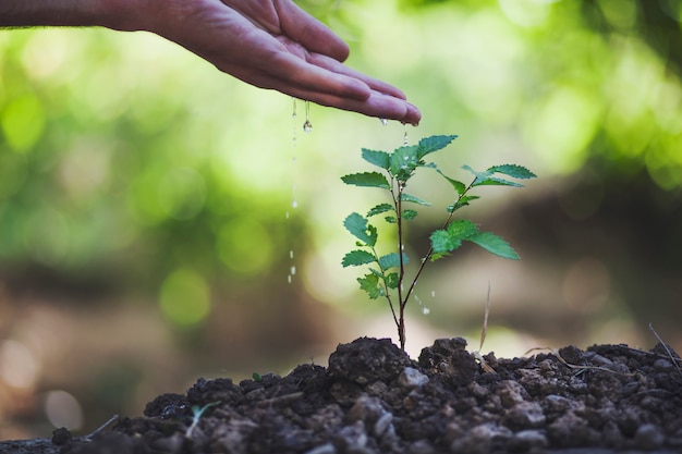 Un homme arrose une plante