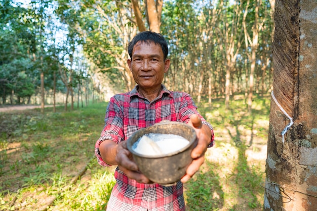 Homme asiatique Senior Farmer, homme asiatique agriculteur dans les plantations de caoutchouc
