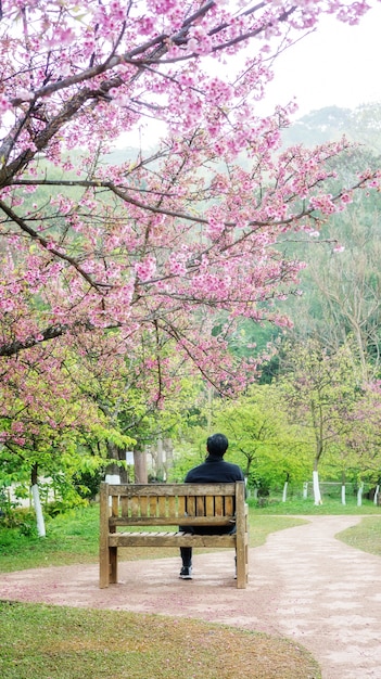 Homme assis dans le jardin de fleurs de cerisier à la station agricole royale d&#39;Angkhang.