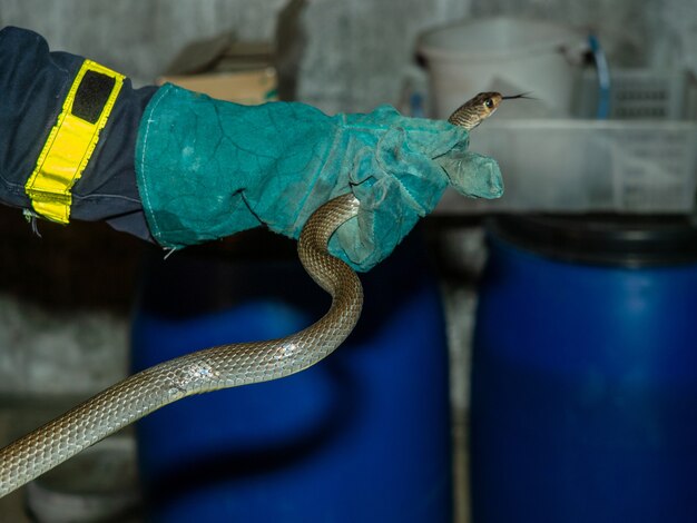 Un homme attrape un serpent ratier en résident par un gant de sécurité en cuir