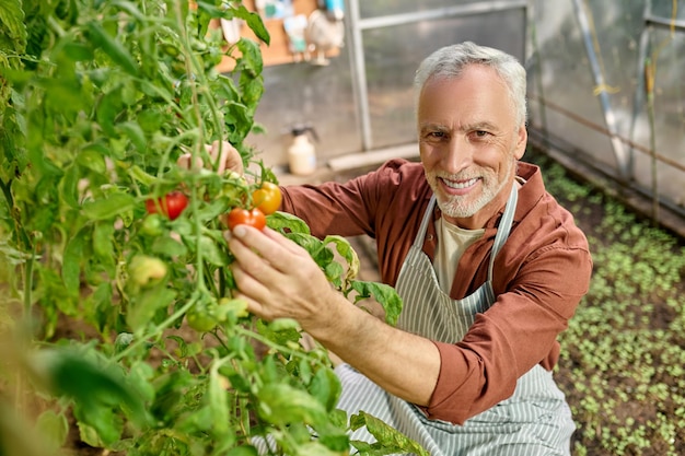 Un homme barbu dans la serre avec des tomates dans les mains