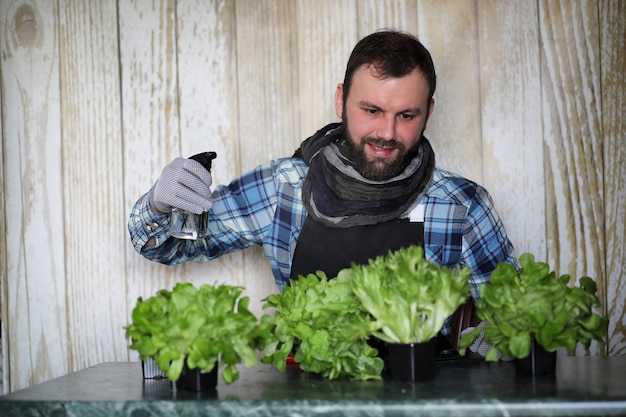 L'homme barbu prend soin de la laitue est cultivée dans des pots à la maison