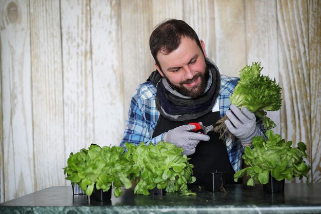 L'homme barbu prend soin de la laitue est cultivée dans des pots à la maison