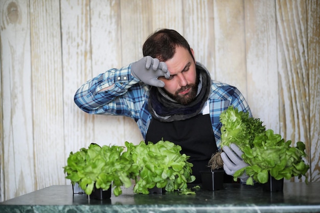 L'homme barbu s'occupe de la laitue est cultivée dans des pots à la maison