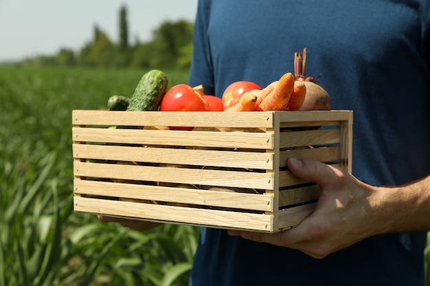 Homme avec boîte en bois de légumes dans un champ de maïs.