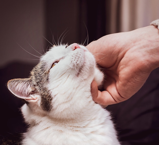 Un homme caressant un chat ronronnant