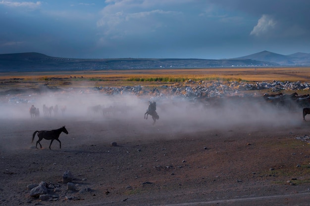 un homme à cheval dans un champ avec un cheval et un signe qui dit non