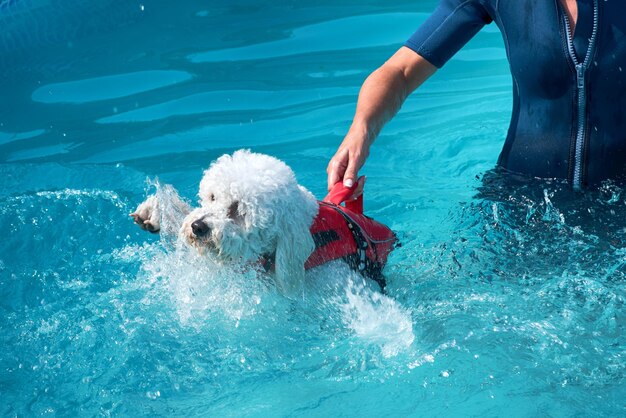 Photo un homme avec un chien dans la piscine