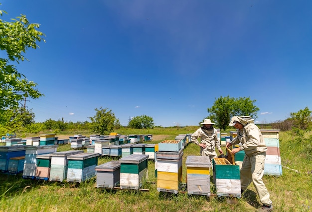 Homme en costume d'apiculture protecteur travaillant dans le rucher Champ de miel d'été