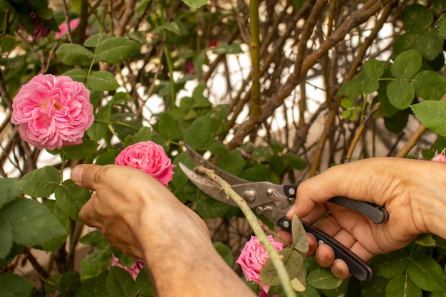 Homme coupant un arbre de fleurs avec des ciseaux d'arbre