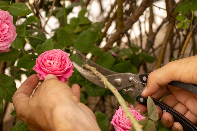 Homme coupant un arbre de fleurs avec des ciseaux d'arbre