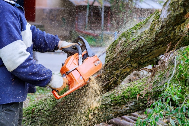 L'homme coupe un arbre avec une tronçonneuse, cassé le tronc d'arbre après un ouragan