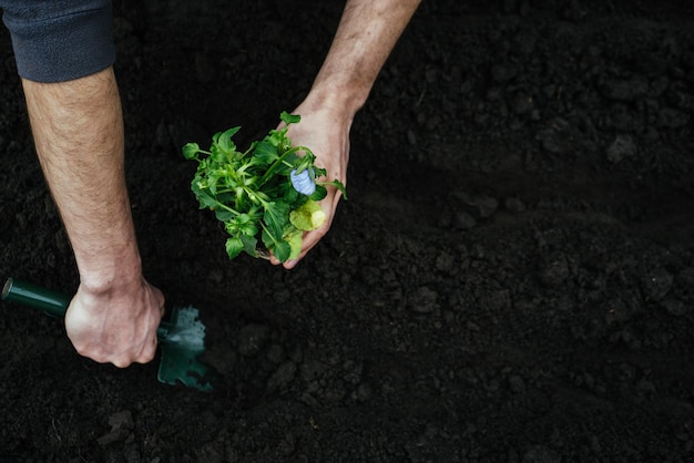 L'homme creuse un trou de pelle de jardin dans le sol pour planter une fleur en plantant le semis avec l'outil de jardinage